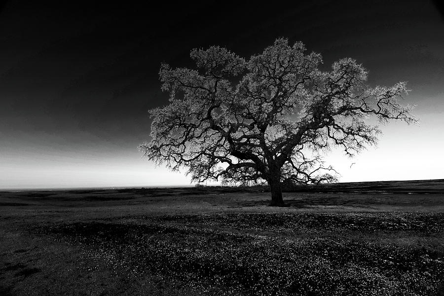 Ancient Solitary Oak At Dawn Bw Photograph