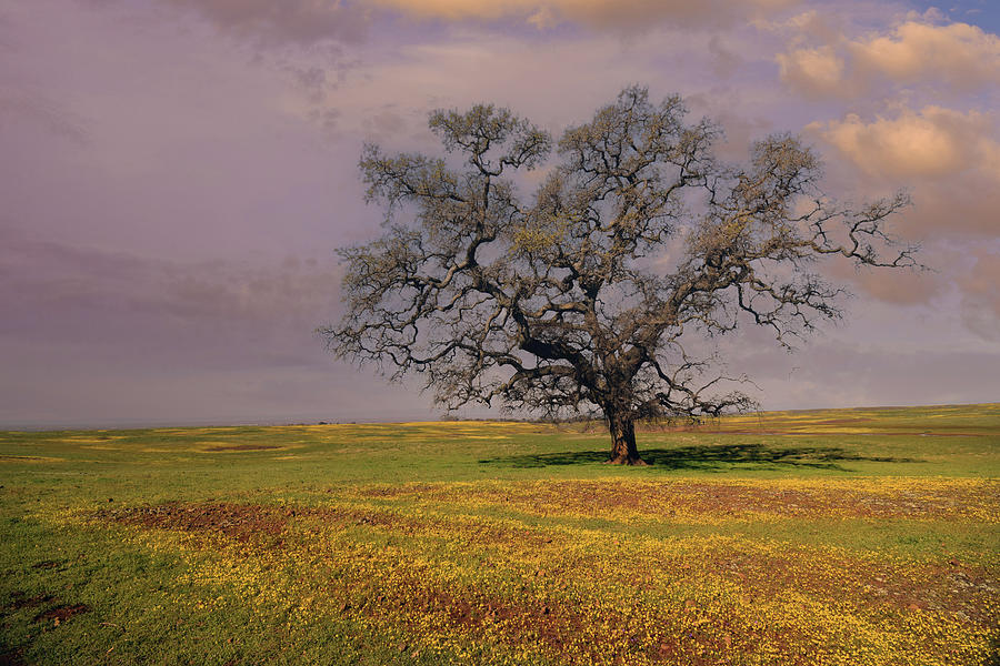 Ancient Solitary Oak Warm Sky Photograph