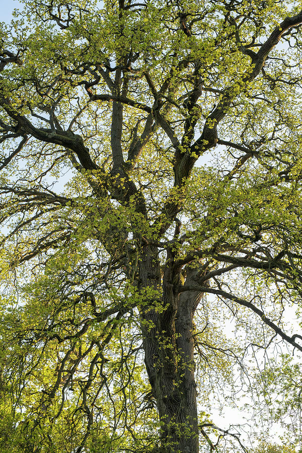 Ancient Spring Oak  Photograph by Tim Gainey