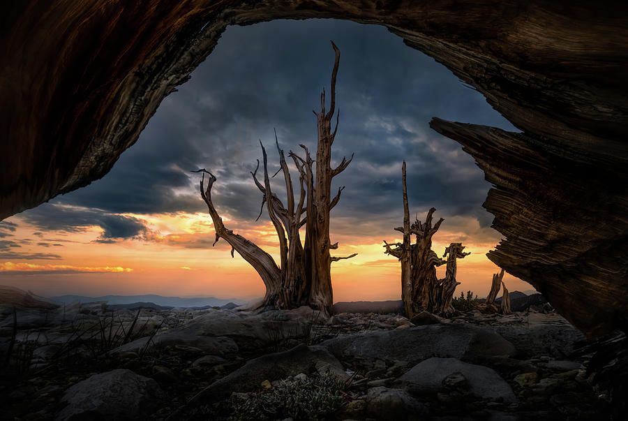 Nature Photograph - Ancient by Steve Berkley