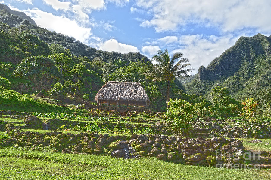 Ancient Taro Gardens in Kauai Photograph by Catherine Sherman