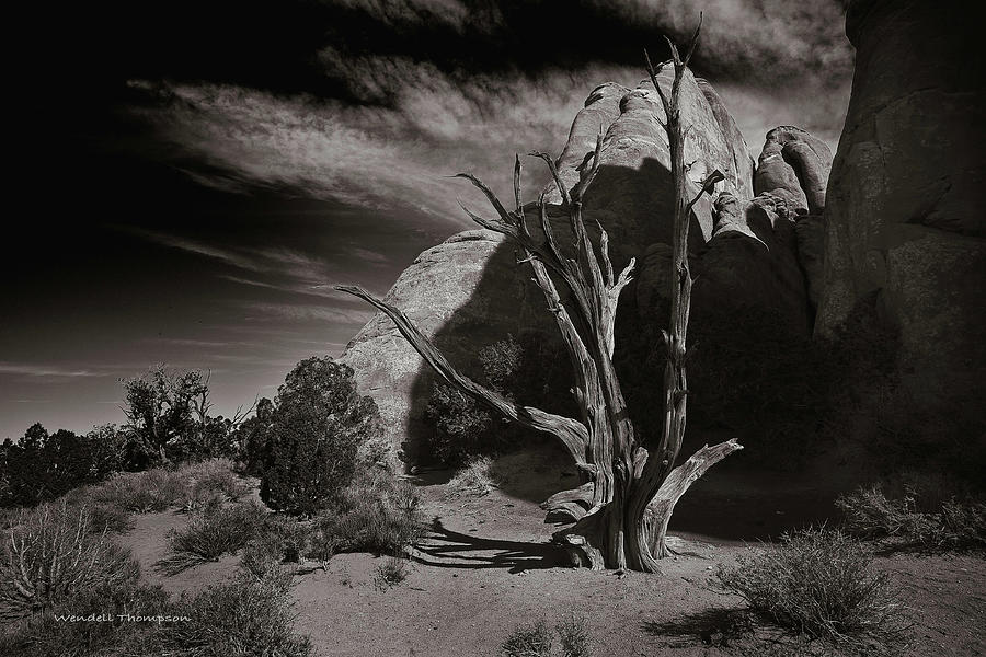 Ancient Tree II Photograph by Wendell Thompson