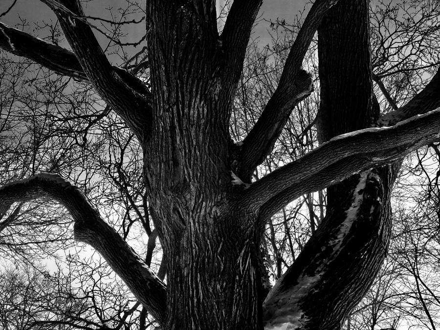 Ancient tree Photograph by Stephanie Moore