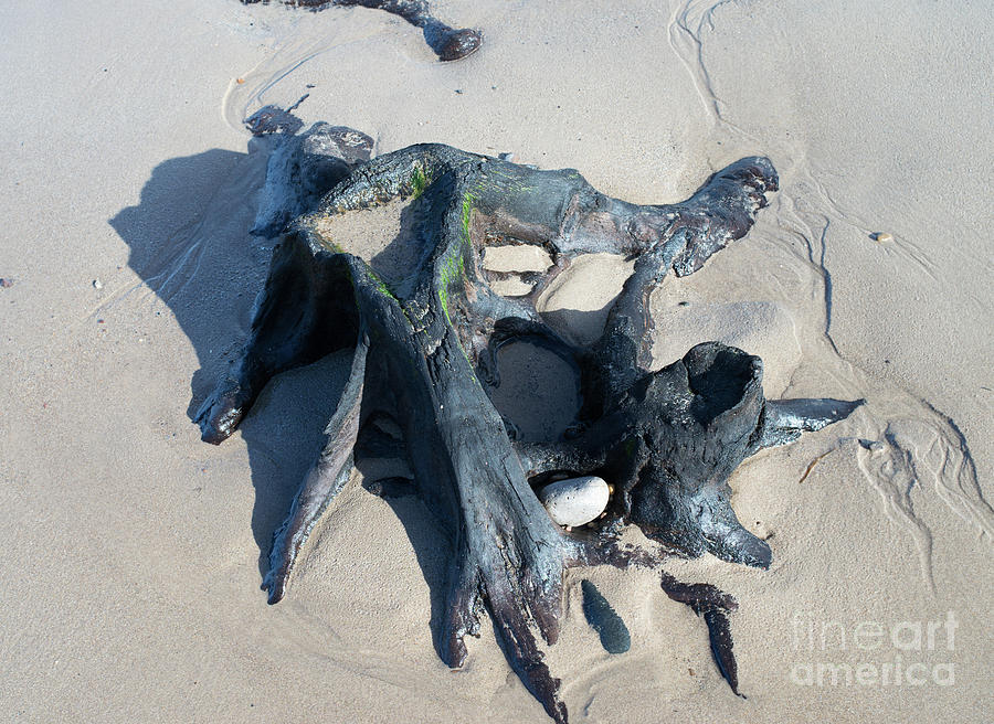 Ancient tree stump uncovered by tide by Bryan Attewell Ancient tree stump uncovered by tide by Bryan Attewell