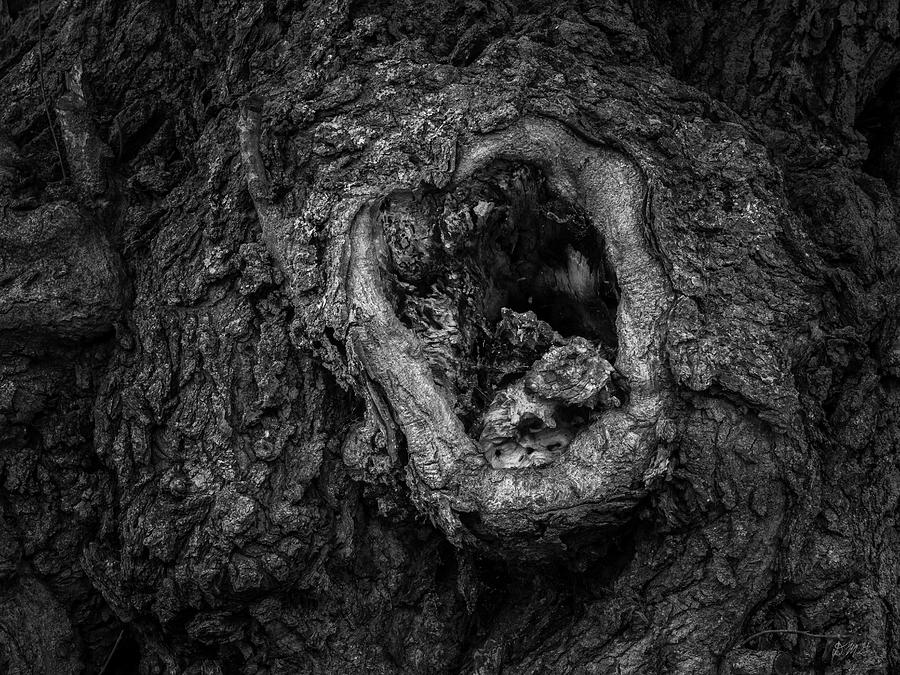 Ancient Tree VII BW Photograph by David Gordon