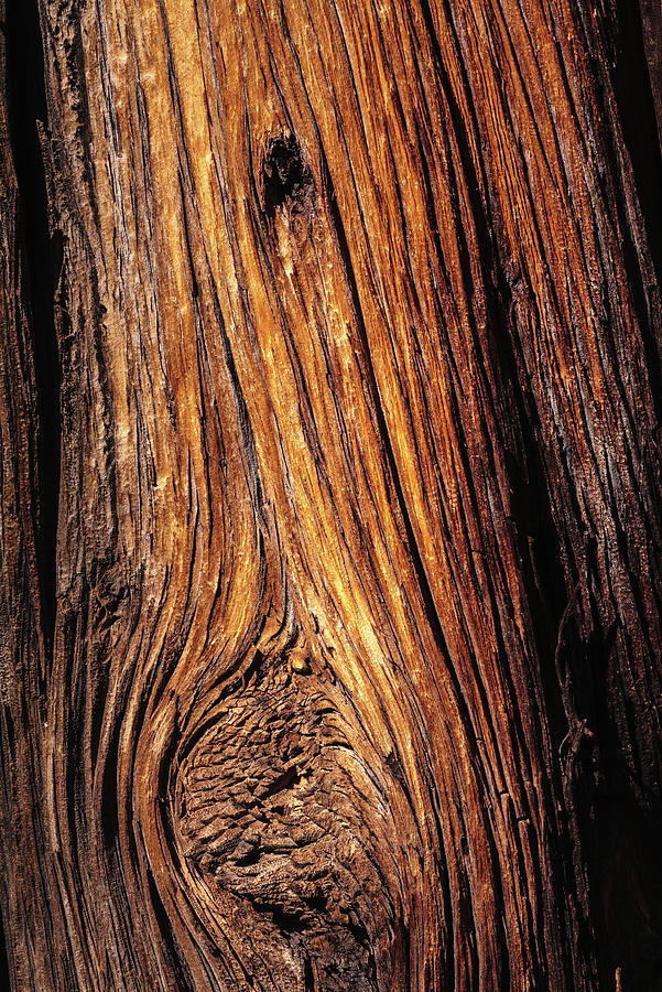 Zion National Park Photograph - Ancient Wood by Peter OReilly