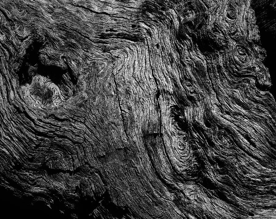 Ancient Wood Photograph by Tom Daniel
