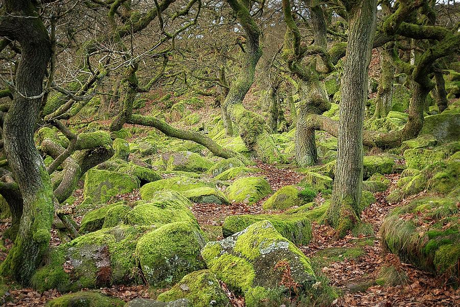 Ancient Woodlands of Padley Gorge Photograph by Anne Haile - Fine Art ...