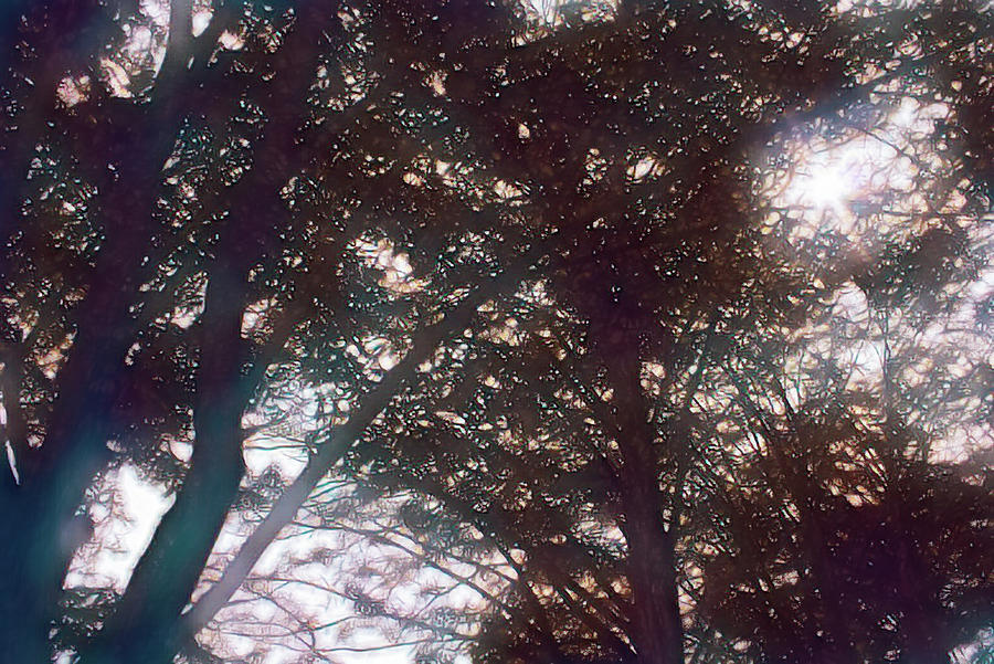Ancient Woods Photograph by Mike Smale Ancient Woods Photograph by Mike Smale
