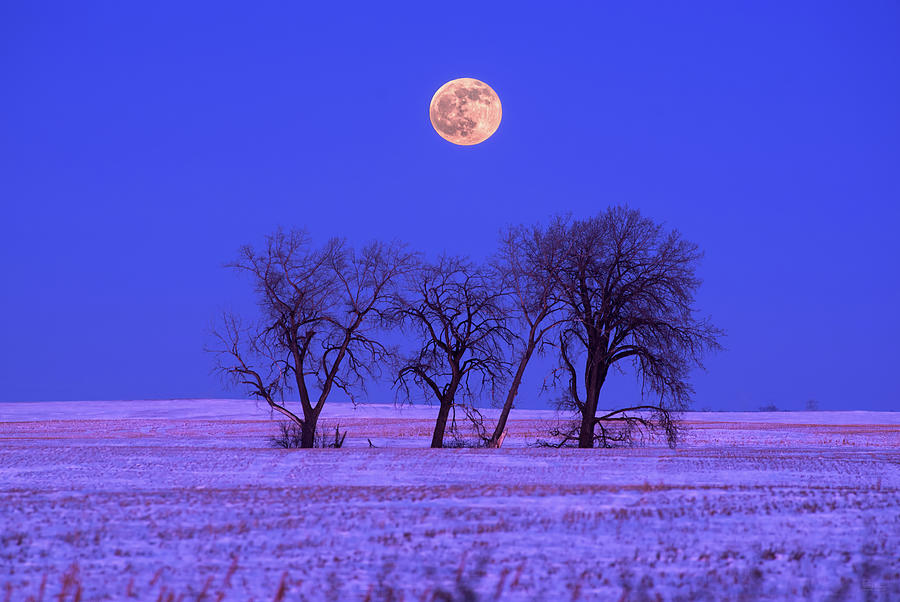 And all the Trees of the Field shall Clap Their Hands -  moonrise above cottonwoods in ND snowscape Photograph by Peter Herman