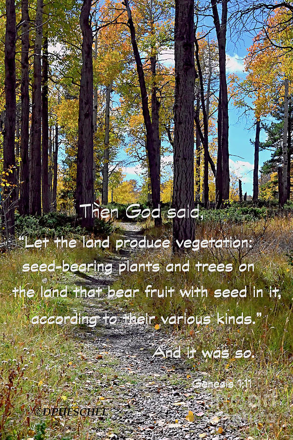 And God Said Let the Land Produce Vegetation Photograph by Debby Pueschel