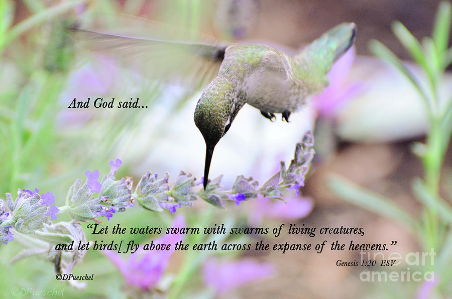 And God Said Series Birds Photograph by Debby Pueschel