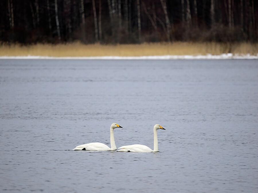 Nature Photograph - And I will follow. Whooper swan by Jouko Lehto