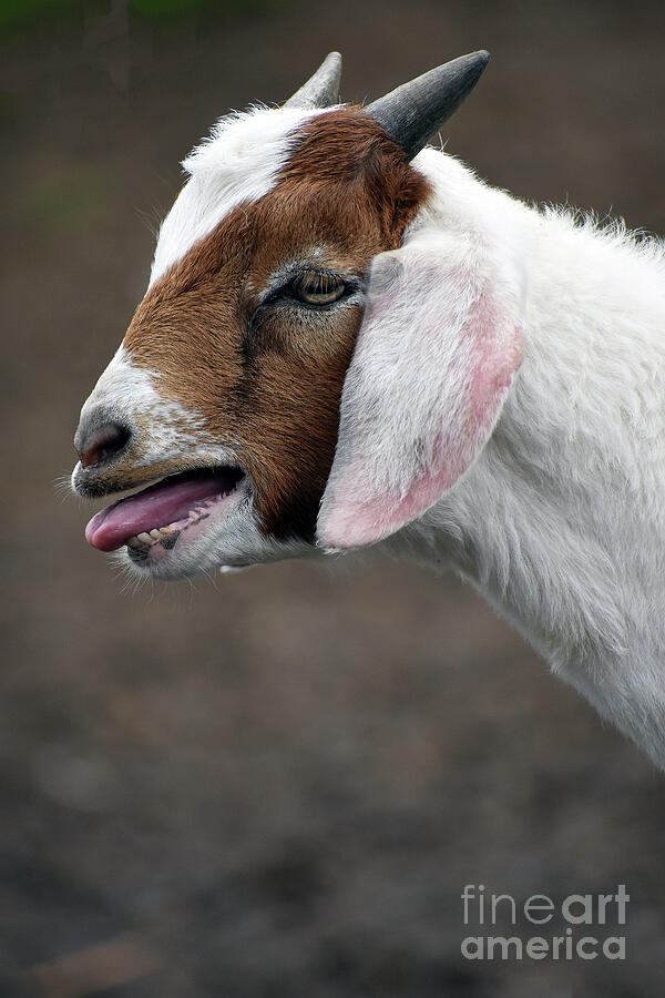Goat Photograph - And If I Am Elected Blah Blah Blah by Skip Willits