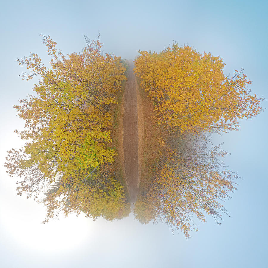 An Island of Yellow Leaves Photograph by Dan Jurak