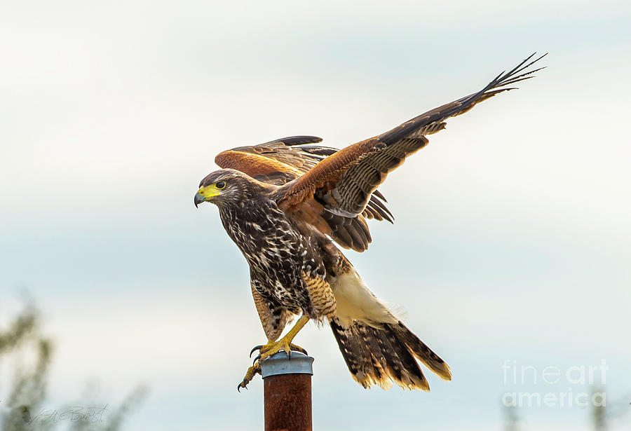 Harris's Hawk Photograph - And Now Let Us Prey by Keith Benoist