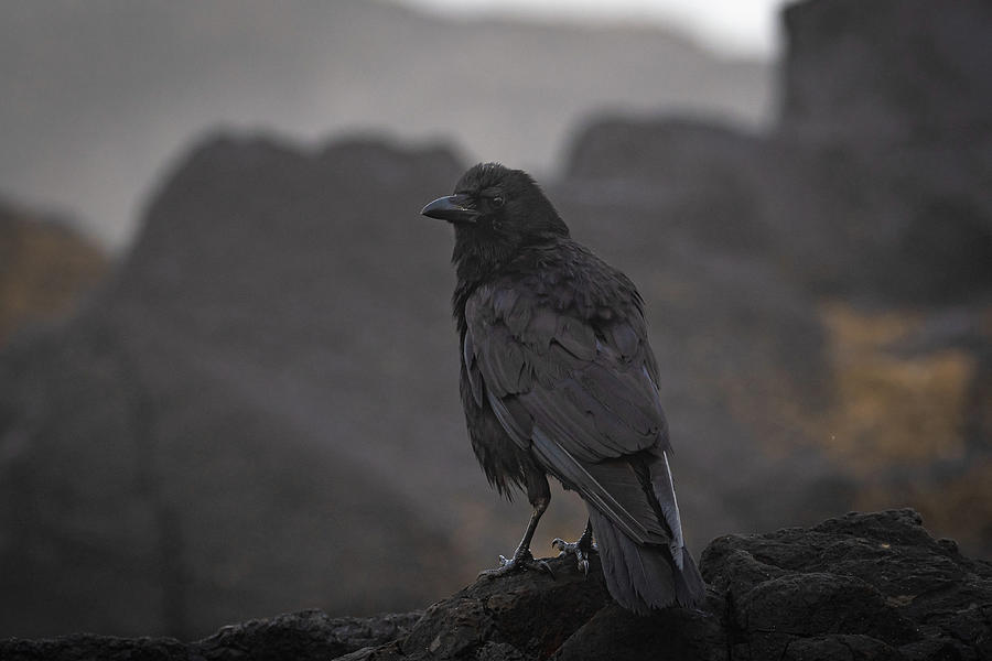And the Crow Watched, and Waited Photograph by Mary Hone