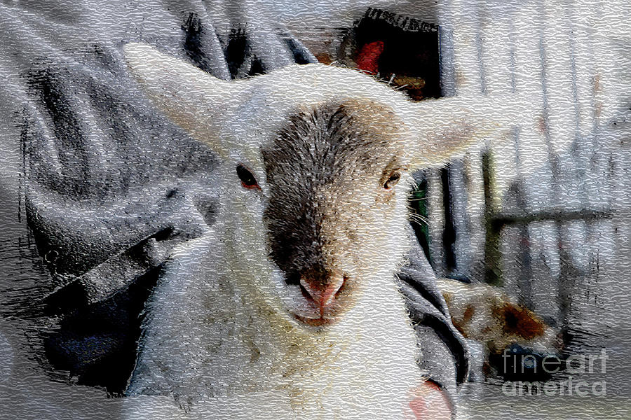 And The Lamb Said Baaa Photograph