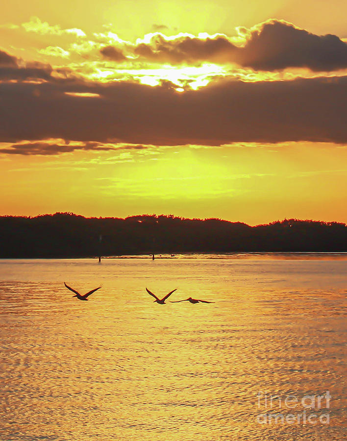 And the pelicans arise at sunrise Photograph by Joanne Carey