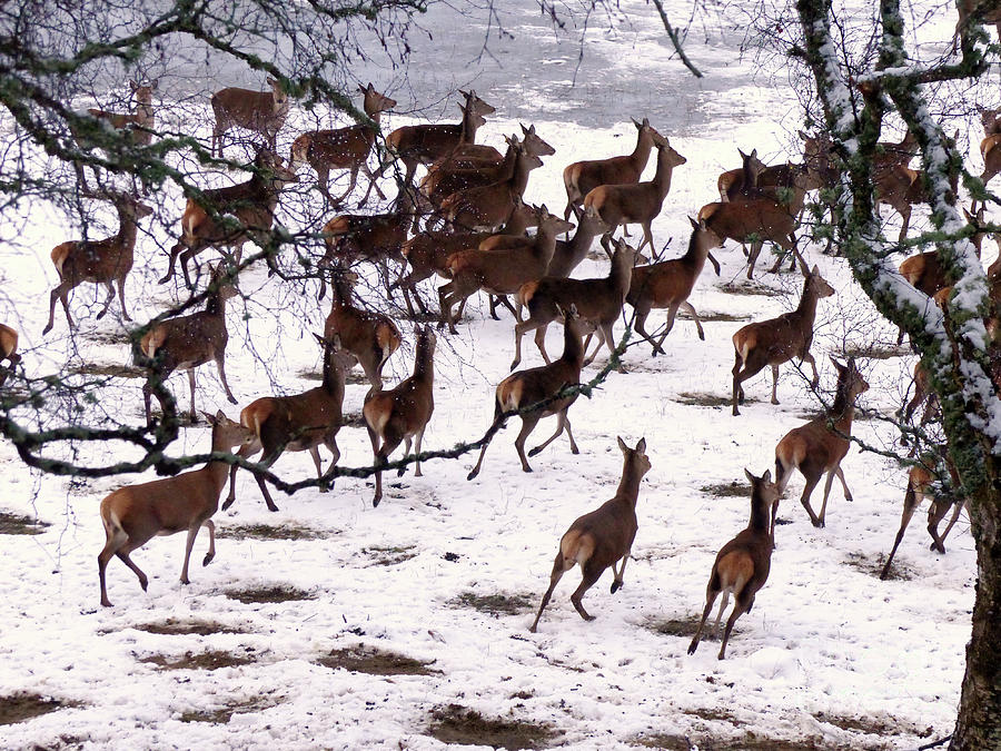 And the running of the Deer - snow scene Photograph by Phil Banks