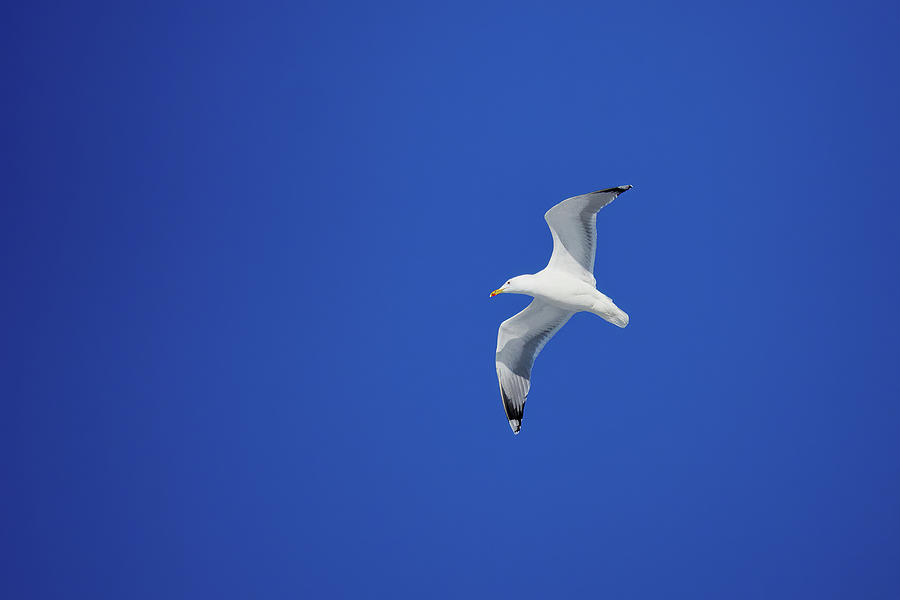 And the sky is so blue. European herring gull Photograph by Jouko Lehto