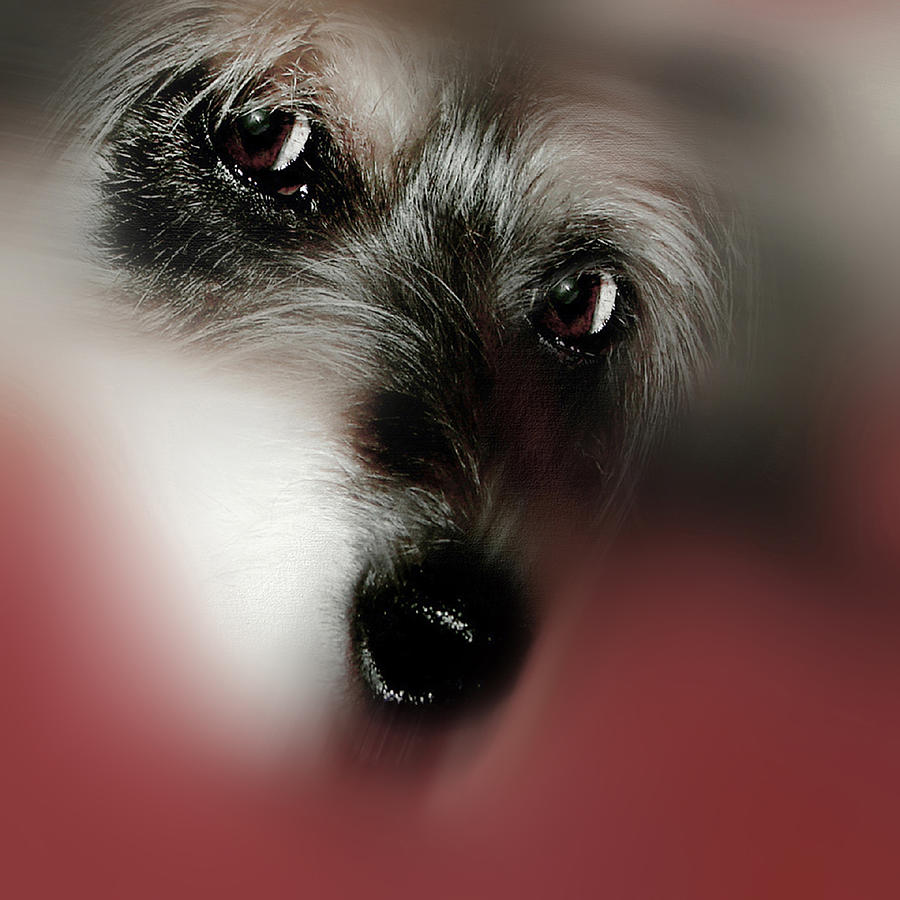 	And this is Sparky 18  Digital Art by Miss Pet Sitter