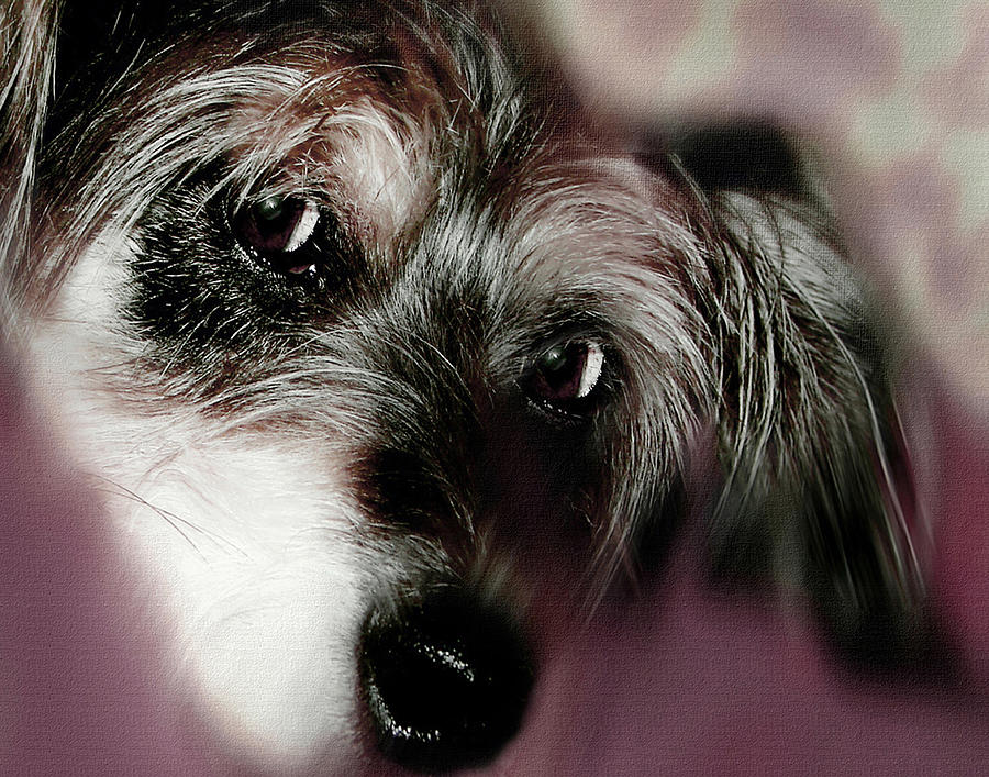 And this is Sparky 21 Digital Art by Miss Pet Sitter