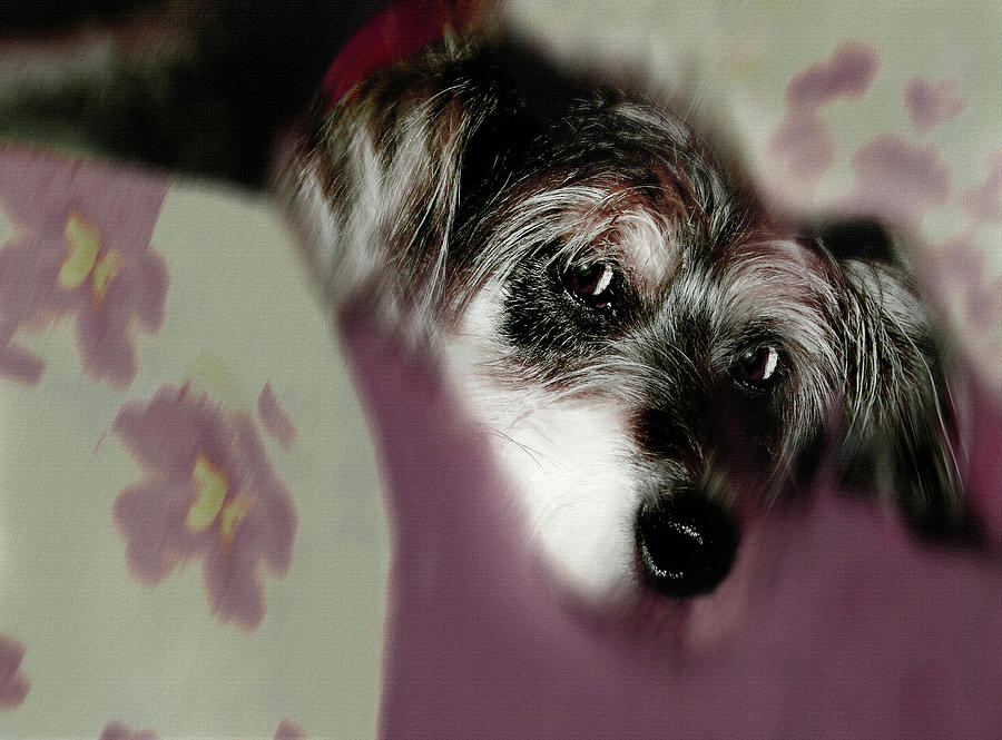 And this is Sparky 22 Digital Art by Miss Pet Sitter