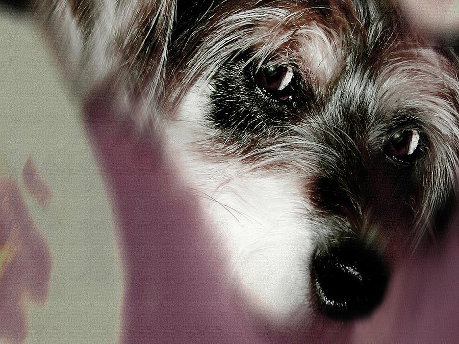 And this is Sparky 23 Digital Art by Miss Pet Sitter