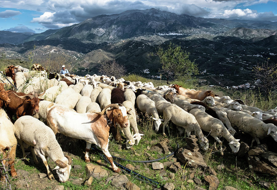 Andalusian goat herder Photograph by Gary Browne