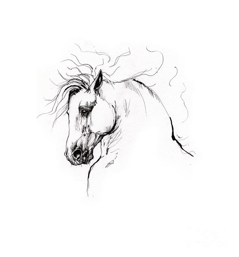 Horse Drawing - Andalusian horse drawing 1 by Ang El
