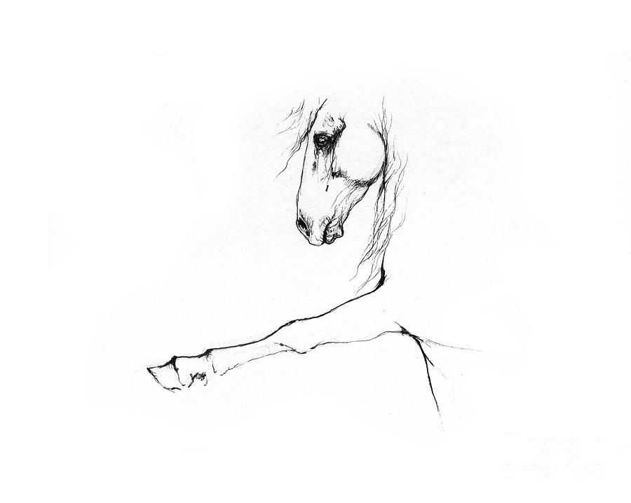 Andalusian horse portrait 2014 05 16 c Drawing by Ang El