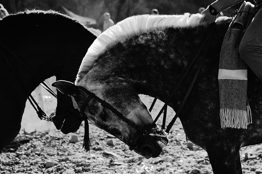 Andalusian horses Photograph by Gary Browne