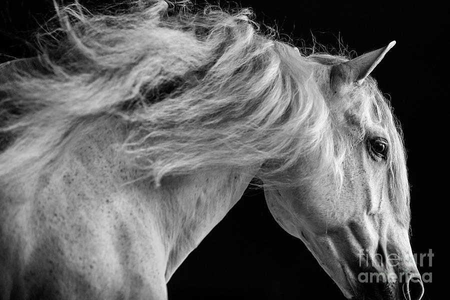 Horse Photograph - Andalusian Motion by Shelley Paulson Horse Photograph - Andalusian Motion by Shelley Paulson
