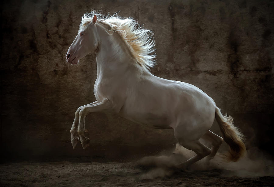 Andalusian Stallion Photograph