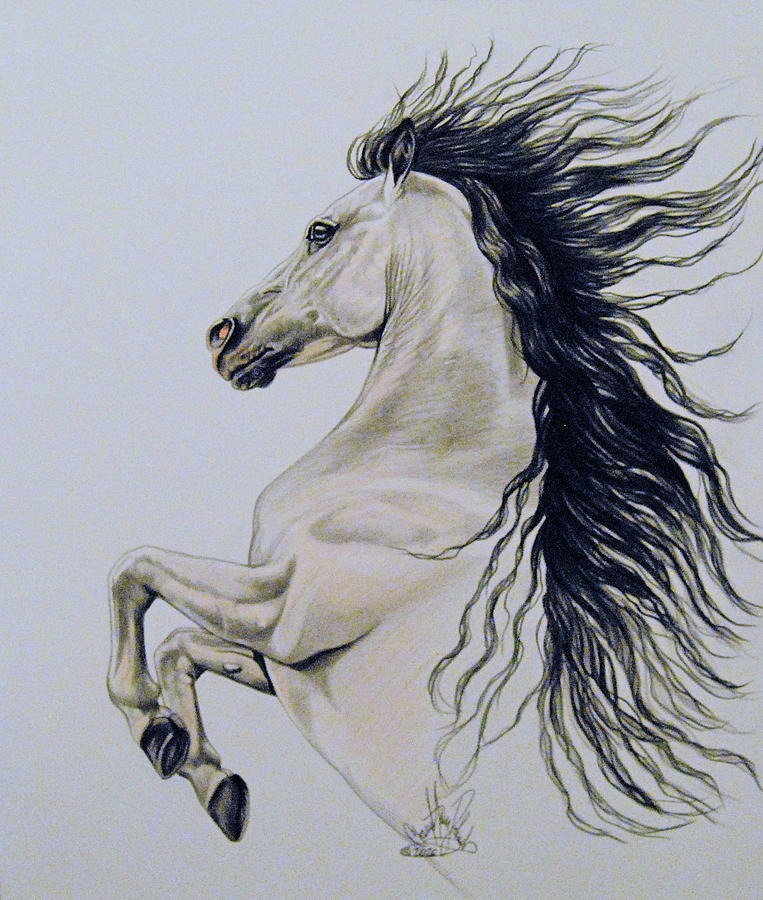 Aged Thoroughbred Stallion Drawing by Cheryl Poland - Pixels