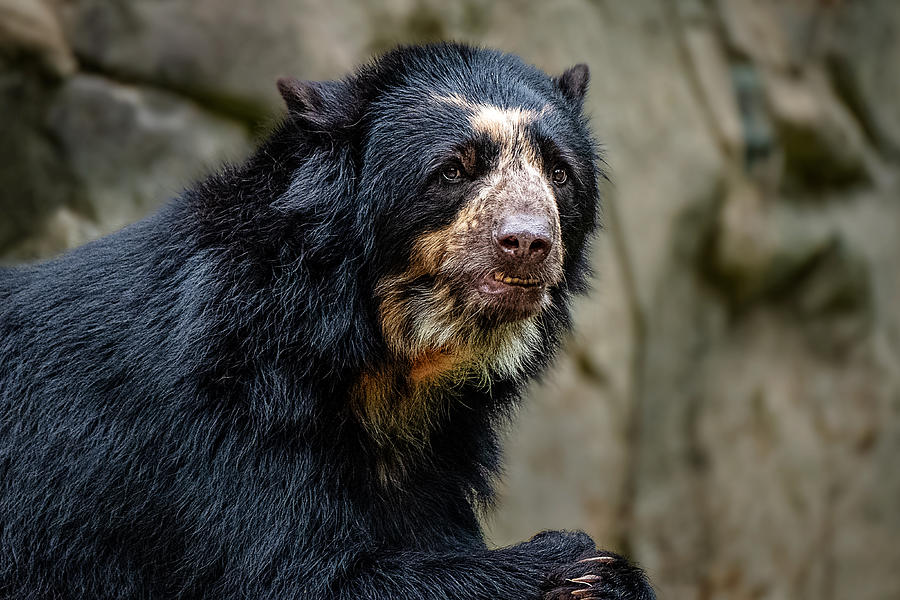 Nature Photograph - Andean Bear at the National Zoo #2 - Washington DC by Stuart Litoff
