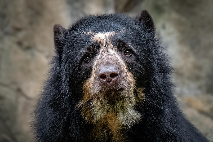 Andean Bear at the National Zoo - Washington DC Photograph by Stuart ...