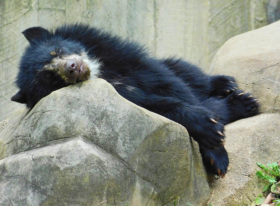 Andean Bear Cub Sleeping Photograph by Emmy Marie Vickers
