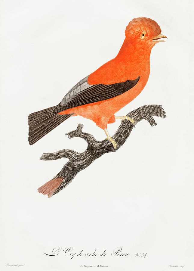 Jacques Barraband Digital Art - Andean cock of the rock - Vintage Bird Illustration - Birds Of Paradise - Jacques Barraband  by Studio Grafiikka