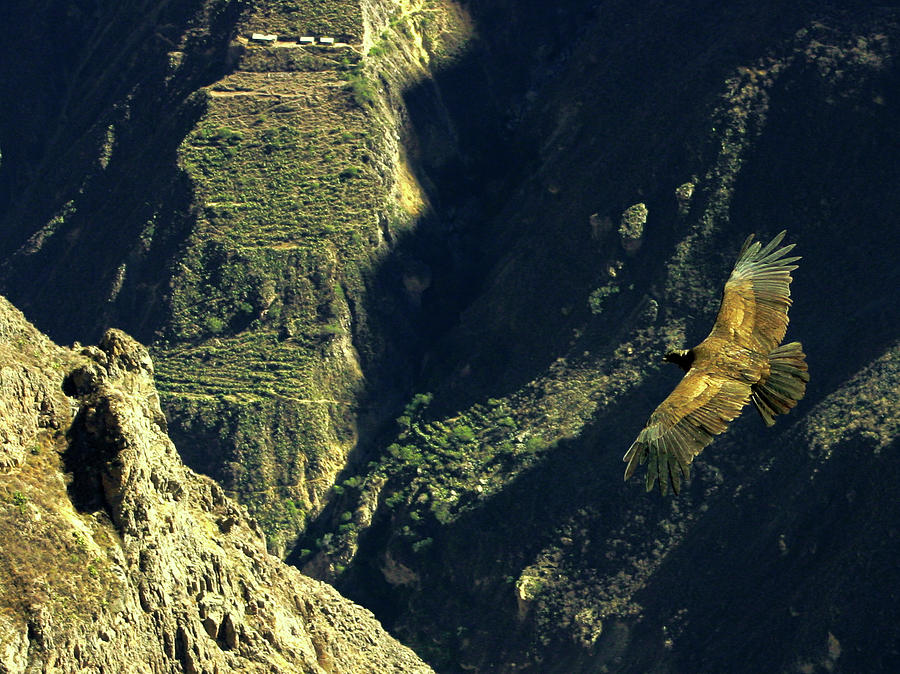 Andean Condor Over Colca Canyon Photograph by Gene Taylor