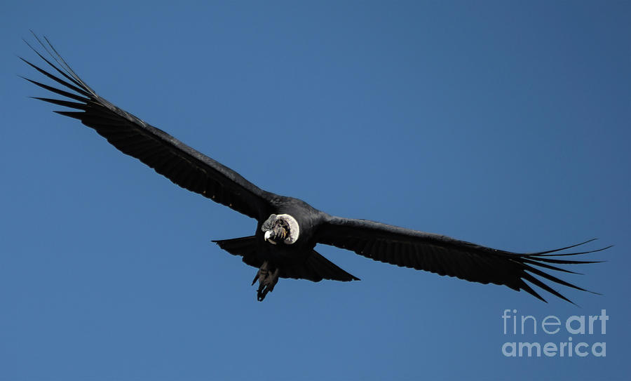Andean condor Vultur gryphus, in flight. k1 Photograph by Gilad Flesch