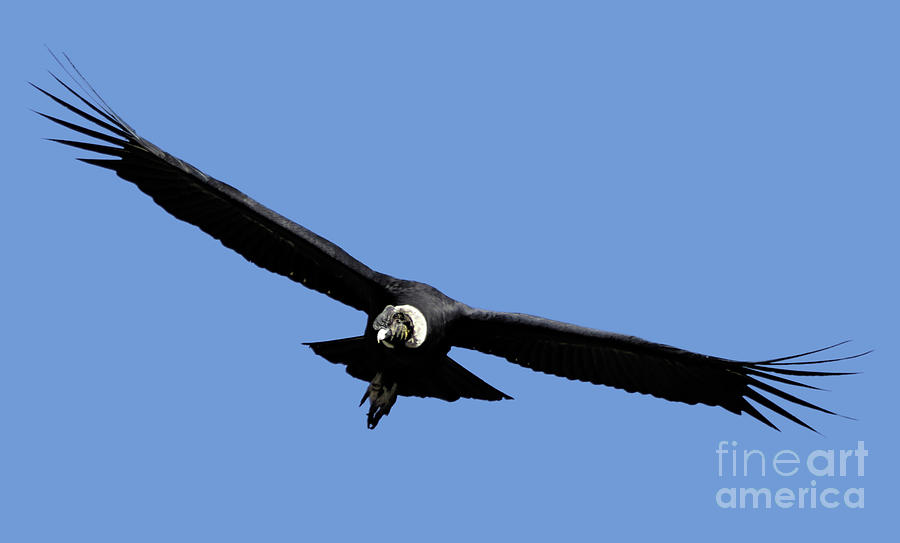 Andean condor Vultur gryphus, in flight.k9 Photograph by Gilad Flesch