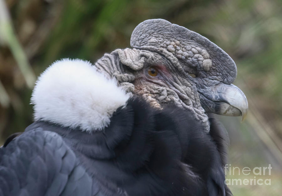Andean condor Vultur gryphus k4 Photograph by Gilad Flesch