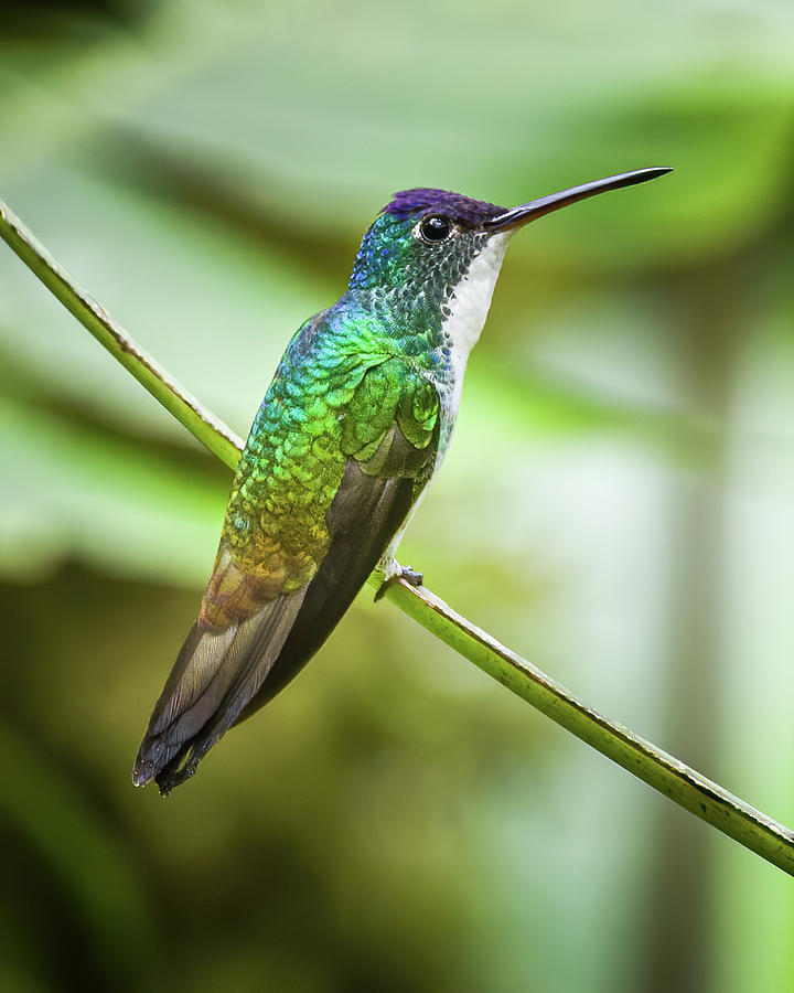 Andean Emerald Alejandria Cali Valle del Cauca Colombia Photograph by Adam Rainoff