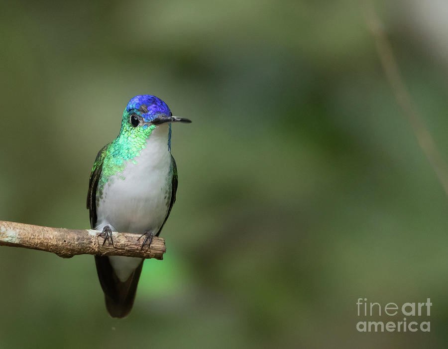 Hummingbird Photograph - Andean Emerald by Eva Lechner
