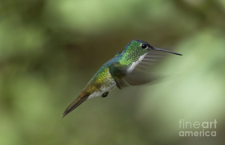 Hummingbird Photograph - Andean Emerald Flying by Eva Lechner