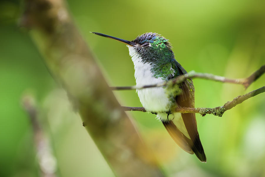 Andean Emerald Hummingbird Recinto Manizales Caldas Colombia Photograph by Adam Rainoff