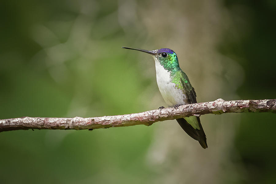 Andean Emerald Ukuku Juntas Tolima Colombia Photograph by Adam Rainoff
