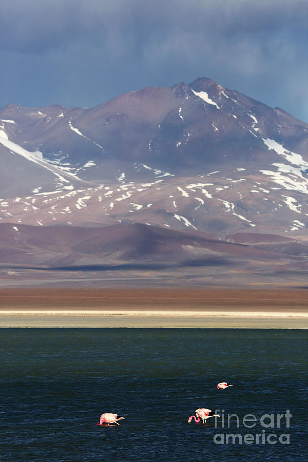 Andean flamingos and Laguna Santa Rosa Chile Photograph by James ...